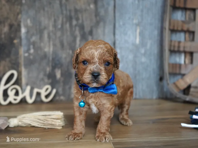 Luke – Cavapoo puppy for sale in Koshkonong, MO
