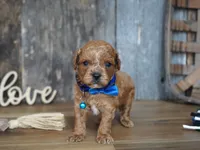 Luke, a male Cavapoo for sale in Koshkonong, MO – 1 of 7