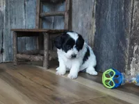 Shae, a female Maltipoo for sale in Koshkonong, MO – Photo 2 of 8