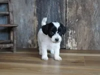 Shae, a female Maltipoo for sale in Koshkonong, MO – Photo 8 of 8