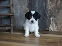 Shae, a female Maltipoo for sale in Koshkonong, MO – Photo 6 of 8