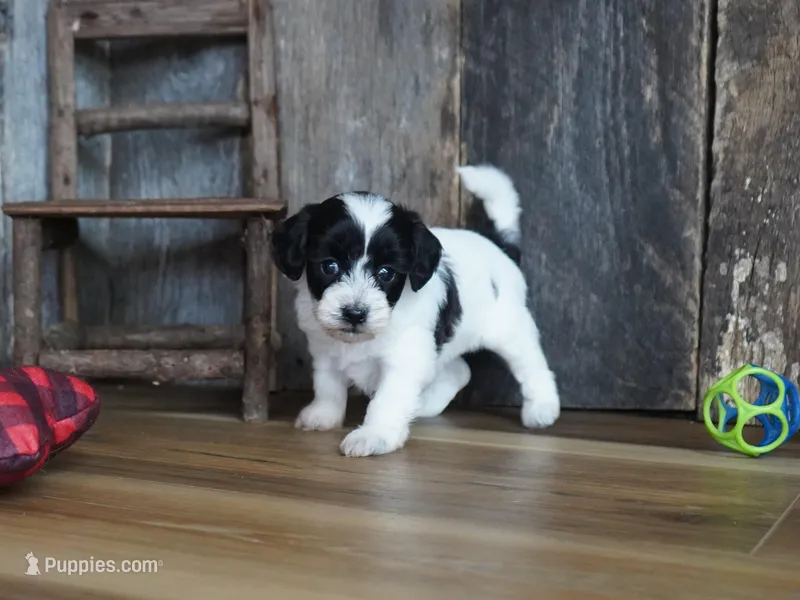 Shae, a female Maltipoo for sale in Koshkonong, MO – Photo 1 of 8