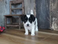 Shae, a female Maltipoo for sale in Koshkonong, MO – Photo 7 of 8