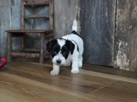 Shae, a female Maltipoo for sale in Koshkonong, MO – Photo 4 of 8