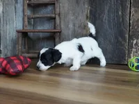 Shae, a female Maltipoo for sale in Koshkonong, MO – Photo 3 of 8