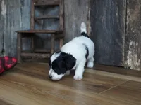 Shae, a female Maltipoo for sale in Koshkonong, MO – Photo 5 of 8