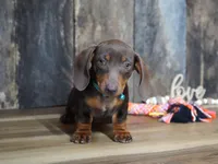 Cooper, a male Miniature Dachshund for sale in Koshkonong, MO – Photo 5 of 5