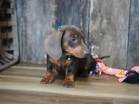 Cooper, a male Miniature Dachshund for sale in Koshkonong, MO – Photo 3 of 5