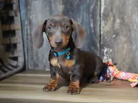 Cooper, a male Miniature Dachshund for sale in Koshkonong, MO – Photo 1 of 5