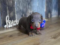 Cooper, a male Miniature Dachshund for sale in Koshkonong, MO – Photo 3 of 5