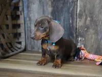 Cooper, a male Miniature Dachshund for sale in Koshkonong, MO – Photo 4 of 5