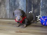 Cooper, a male Miniature Dachshund for sale in Koshkonong, MO – Photo 1 of 5