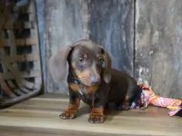 Cooper, a male Miniature Dachshund for sale in Koshkonong, MO – Photo 2 of 5