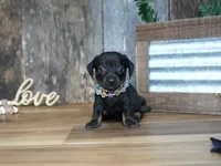 Abbi, a female Miniature Dachshund for sale in Koshkonong, MO – 6 of 8