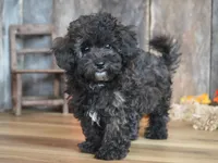Luke, a male Maltipoo for sale in Koshkonong, MO – Photo 2 of 5