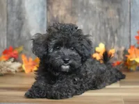Luke, a male Maltipoo for sale in Koshkonong, MO – Photo 4 of 5