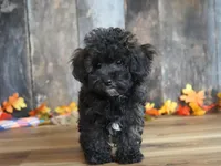 Luke, a male Maltipoo for sale in Koshkonong, MO – Photo 3 of 5