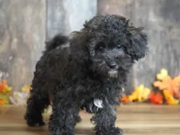 Luke, a male Maltipoo for sale in Koshkonong, MO – Photo 1 of 5