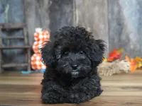 Luke, a male Maltipoo for sale in Koshkonong, MO – Photo 5 of 5