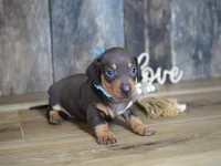 Boone, a male Miniature Dachshund for sale in Koshkonong, MO – 3 of 6