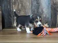 Cooper, a male Beagle for sale in Koshkonong, MO – 2 of 8
