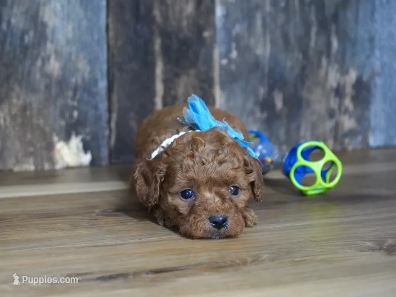 Cash – Cavapoo puppy for sale in Koshkonong, MO