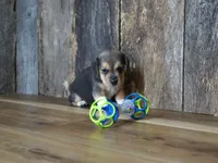 Chase, a male Beagle for sale in Koshkonong, MO – 6 of 10
