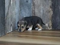Chase, a male Beagle for sale in Koshkonong, MO – 7 of 10