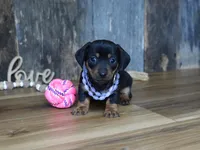 Prudy, a female Miniature Dachshund for sale in Koshkonong, MO – Photo 1 of 5