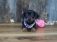 Prudy, a female Miniature Dachshund for sale in Koshkonong, MO – Photo 3 of 5