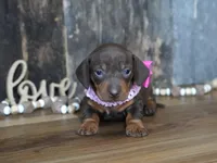 Molly, a female Miniature Dachshund for sale in Koshkonong, MO – Photo 1 of 5