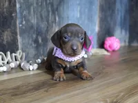 Molly, a female Miniature Dachshund for sale in Koshkonong, MO – Photo 3 of 5