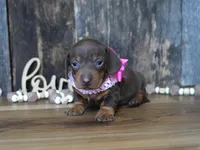 Molly, a female Miniature Dachshund for sale in Koshkonong, MO – Photo 5 of 5
