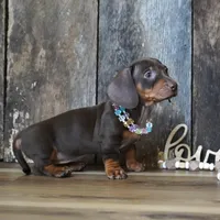 Molly, a female Miniature Dachshund for sale in Koshkonong, MO – Photo 5 of 5