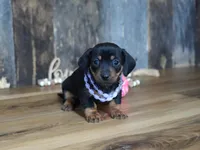 Prudy, a female Miniature Dachshund for sale in Koshkonong, MO – Photo 4 of 5