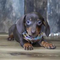 Molly, a female Miniature Dachshund for sale in Koshkonong, MO – Photo 3 of 5