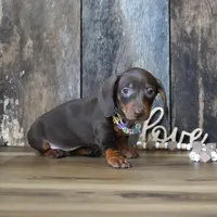 Molly, a female Miniature Dachshund for sale in Koshkonong, MO – Photo 4 of 5