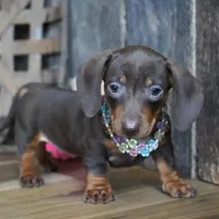 Molly, a female Miniature Dachshund for sale in Koshkonong, MO – Photo 1 of 5