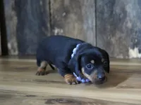 Prudy, a female Miniature Dachshund for sale in Koshkonong, MO – Photo 5 of 5