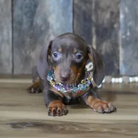 Molly, a female Miniature Dachshund for sale in Koshkonong, MO – Photo 2 of 5