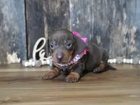 Molly, a female Miniature Dachshund for sale in Koshkonong, MO – Photo 2 of 5