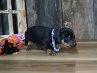 Prudy, a female Miniature Dachshund for sale in Koshkonong, MO – Photo 2 of 5
