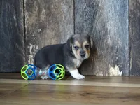 Chase, a male Beagle for sale in Koshkonong, MO – 2 of 10