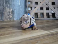 Whitt, a male Miniature Dachshund for sale in Koshkonong, MO – 2 of 5