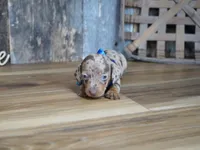 Whitt, a male Miniature Dachshund for sale in Koshkonong, MO – 4 of 5