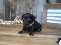 Abbi, a female Miniature Dachshund for sale in Koshkonong, MO – 5 of 8