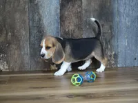 Brett, a male Beagle for sale in Koshkonong, MO – 3 of 9