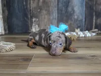 Ash, a male Miniature Dachshund for sale in Koshkonong, MO – 5 of 7
