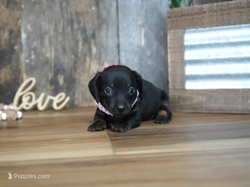 Ally – Miniature Dachshund puppy for sale in Koshkonong, MO