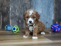 Sawyer, a male Cavapoo for sale in Koshkonong, MO – 4 of 4